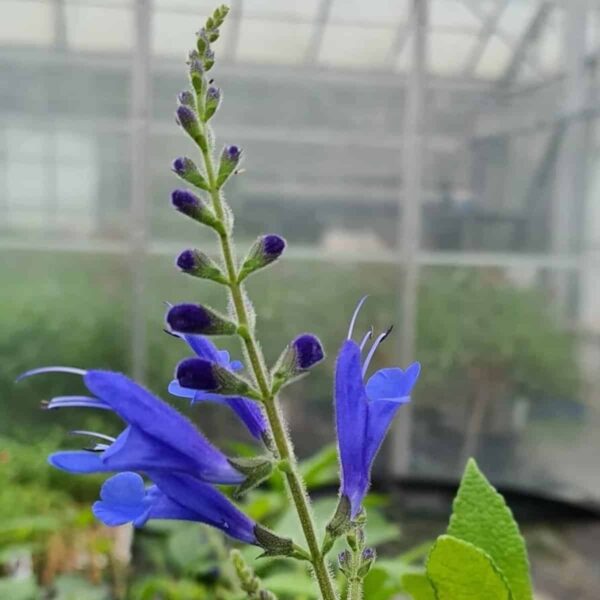 Salvia sagittata x ‘Blue Butterflies 3