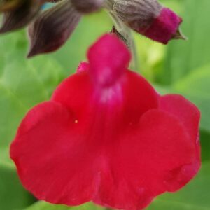 Salvia x jamensis 'Maraschino'