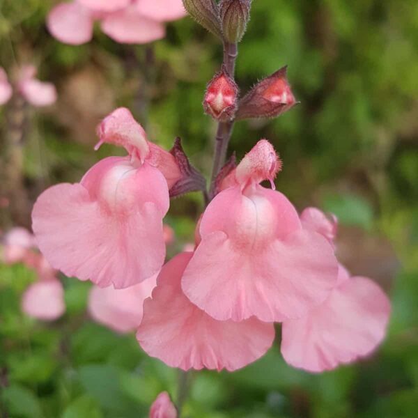 Salvia x jamensis 'Senorita leah' - Image 3