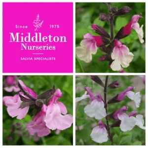 Copy of Salvia eclipse collection