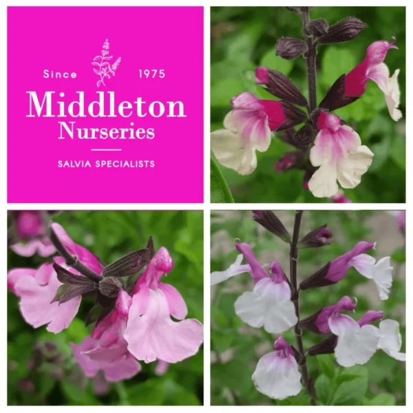 Copy of Salvia eclipse collection