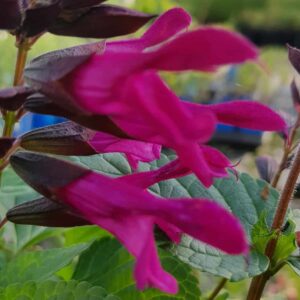 Salvia 'Amante'