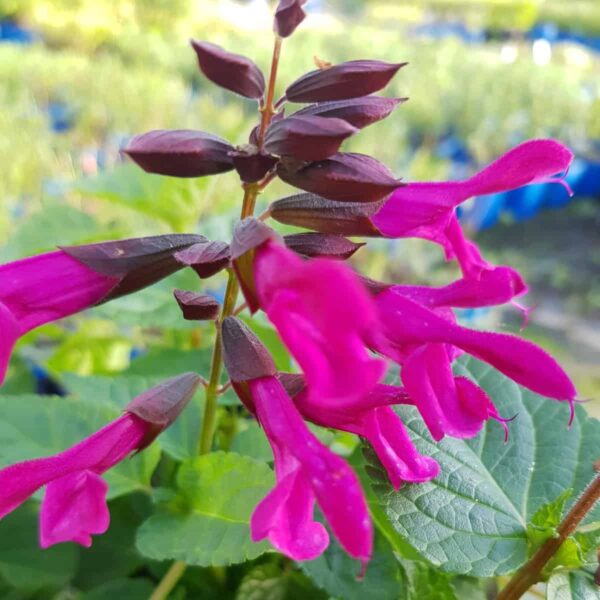 Salvia 'Amante' - Image 5