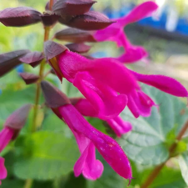 Salvia 'Amante' - Image 4