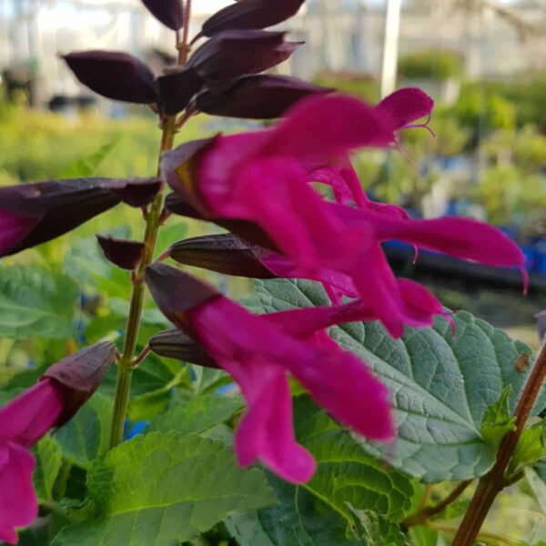 Salvia 'Amante' - Image 3