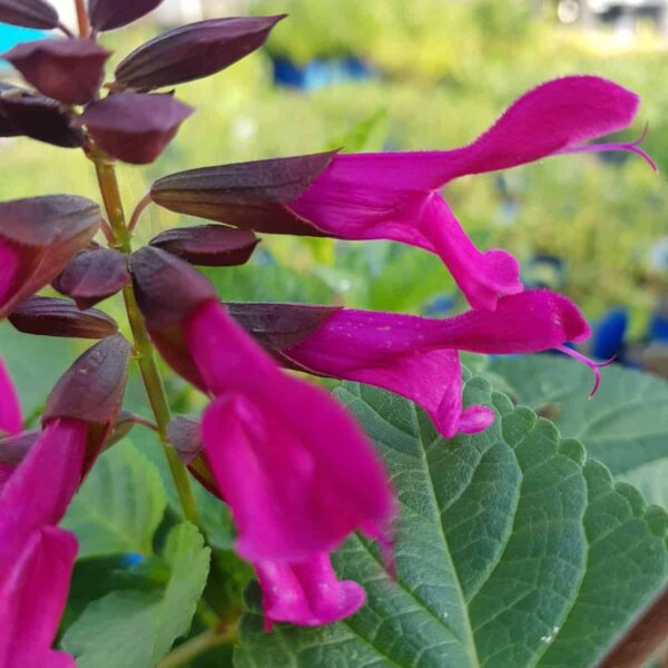 Salvia 'Amante' - Image 2