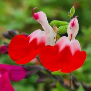 Salvia greggii 'Hot Lips'