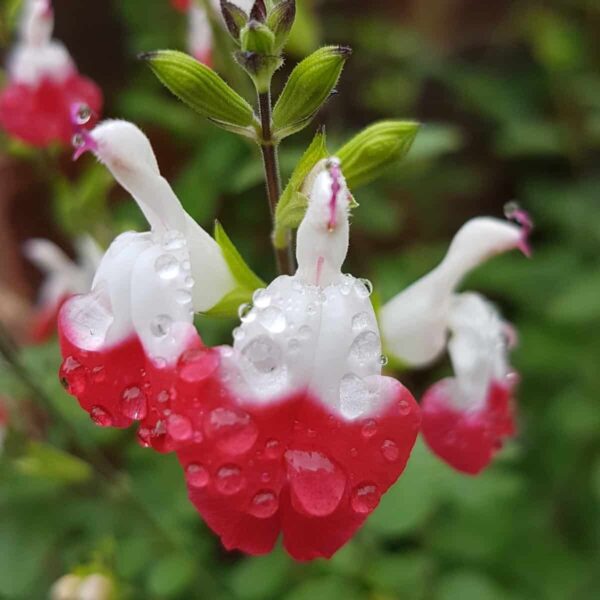 Salvia greggii ‘Hot Lips 13