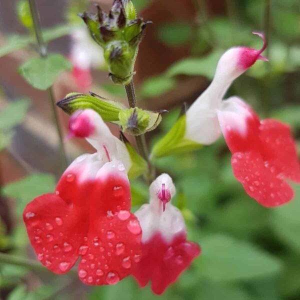 Salvia greggii ‘Hot Lips 14 1