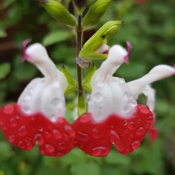 Salvia greggii ‘Hot Lips 16 1