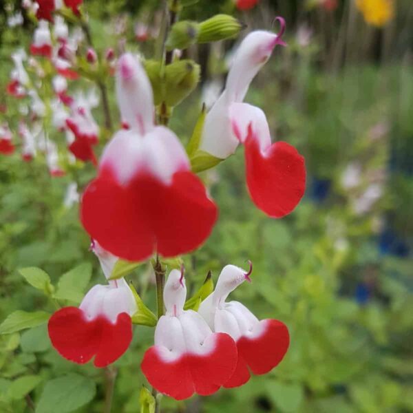Salvia greggii ‘Hot Lips 3 1