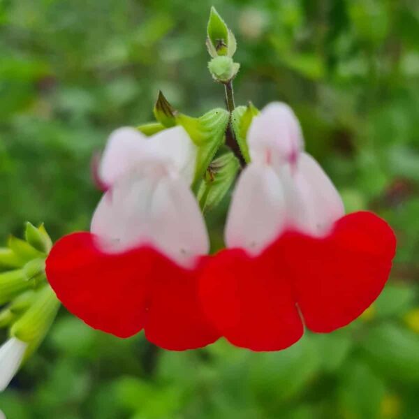 Salvia greggii ‘Hot Lips 7
