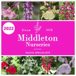 Selection of Salvias 1