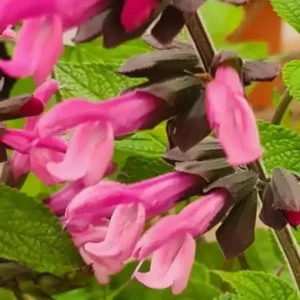 Discover Salvia Pink Amistad – A Stunning New Addition to Your Garden (As seen on the BBC’s Coverage of Chelsea Flower Show)