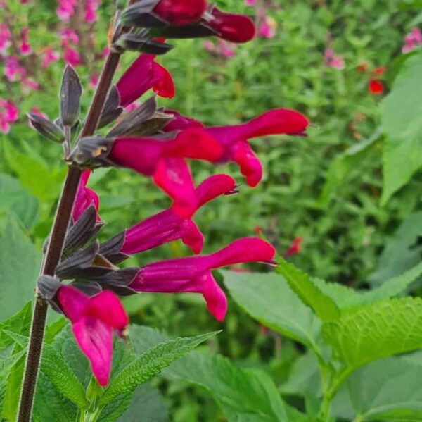 Salvia 'Amante' - Image 6