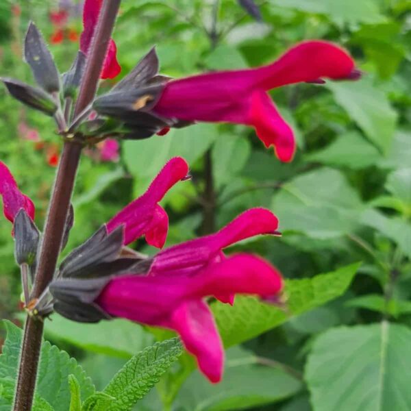 Salvia 'Amante' - Image 7