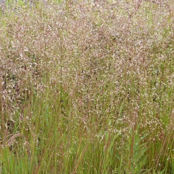 Deschampsia flexuosa (Wavy Hair Grass)