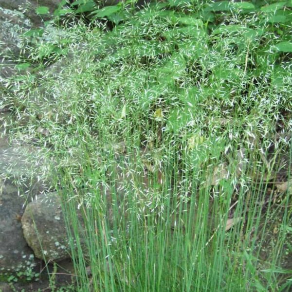 Deschampsia flexuosa (Wavy Hair Grass) - Image 2