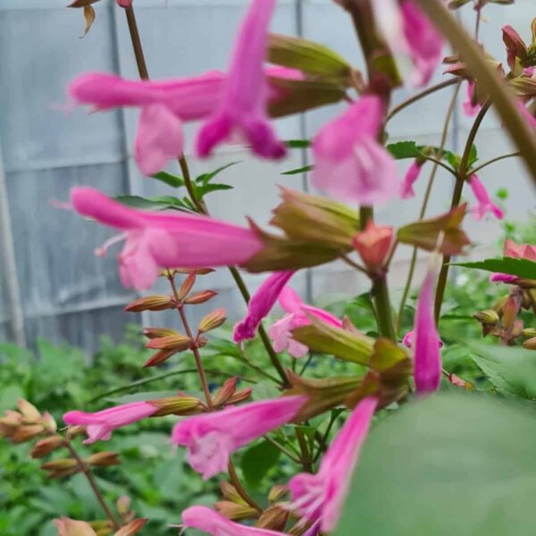 Salvia ‘Kisses and Wishes 10