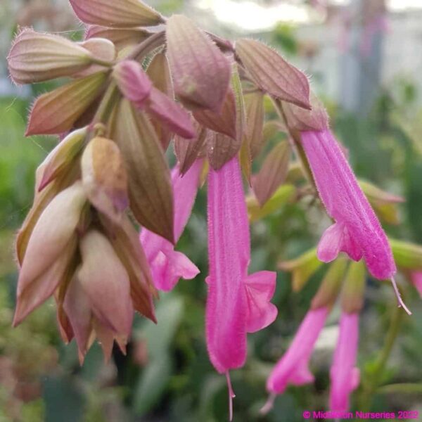 Salvia ‘Kisses and Wishes 2