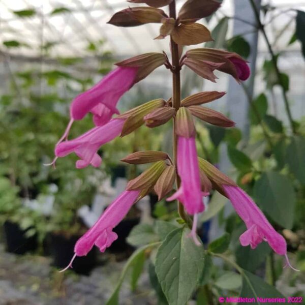 Salvia ‘Kisses and Wishes 3