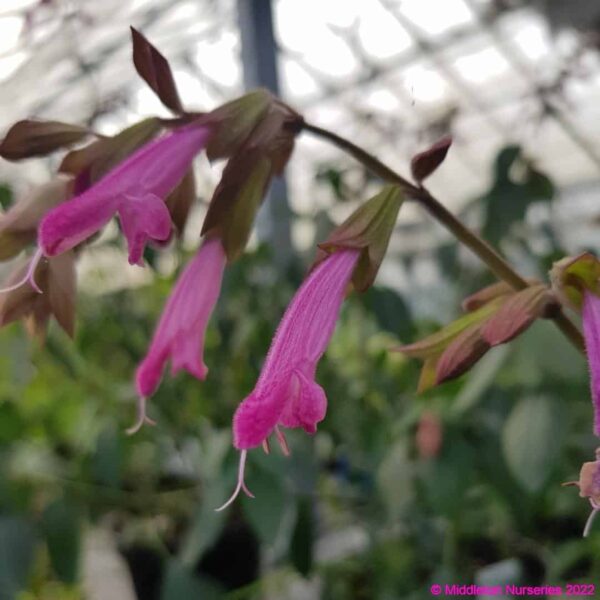 Salvia ‘Kisses and Wishes 4