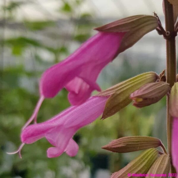 Salvia ‘Kisses and Wishes 5