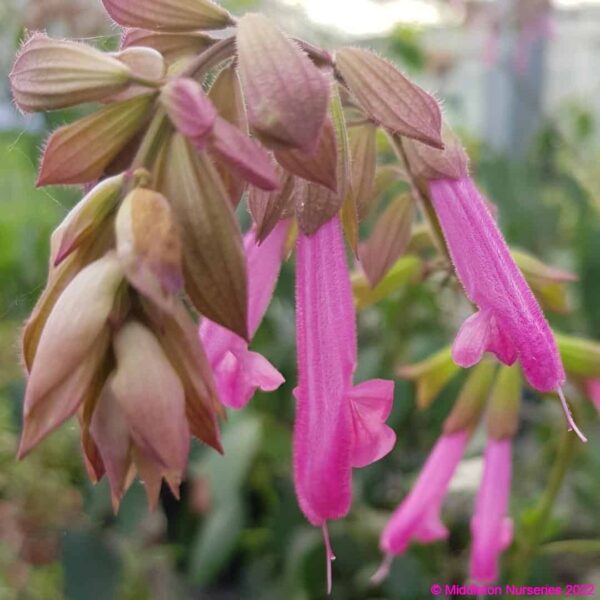 Salvia ‘Kisses and Wishes 6