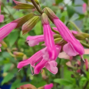 Salvia ‘Kisses and Wishes 7