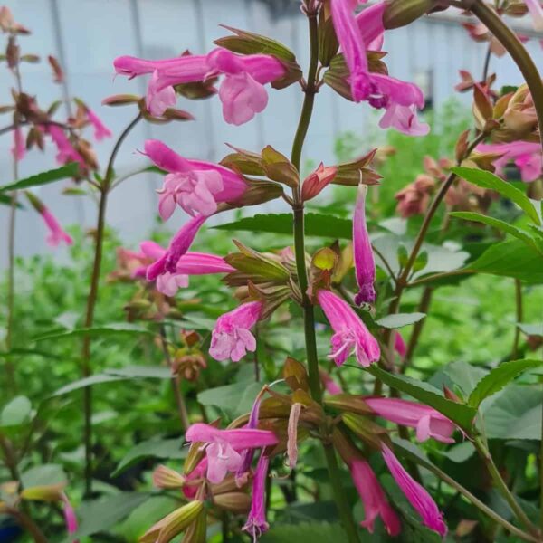 Salvia ‘Kisses and Wishes 8