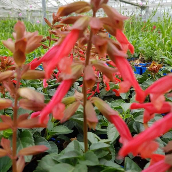 Salvia Embers Wish 2 scaled