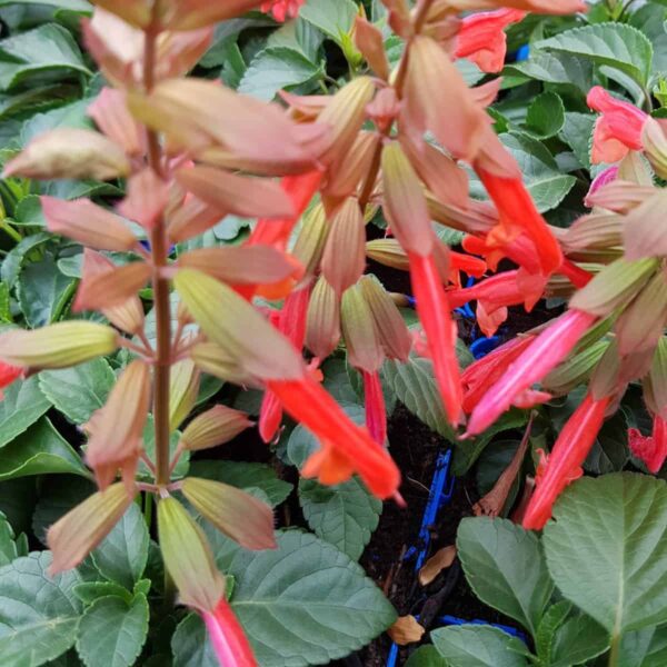 Salvia Embers Wish 3