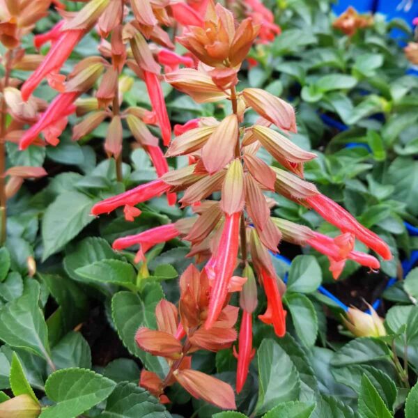 Salvia Embers Wish 5 scaled