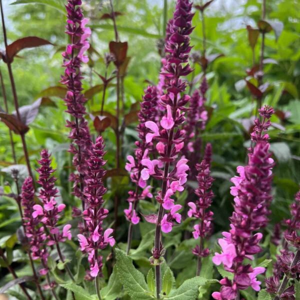 Salvia Katsjing 1 scaled