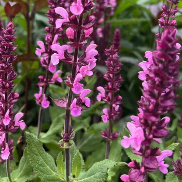 Salvia Katsjing 2