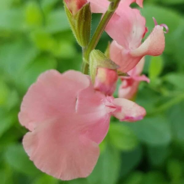 Salvia microphylla Aphrodite 2