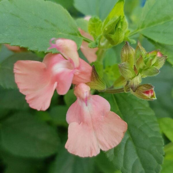 Salvia microphylla Aphrodite 3