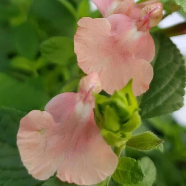 Salvia microphylla Aphrodite 4