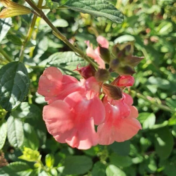 Salvia microphylla Aphrodite 5