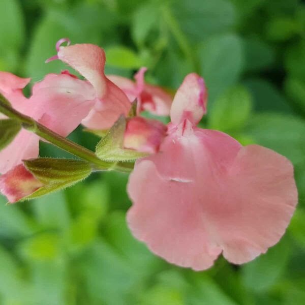 Salvia microphylla Aphrodite 6