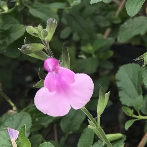 Salvia microphylla Delice Hesperides 2