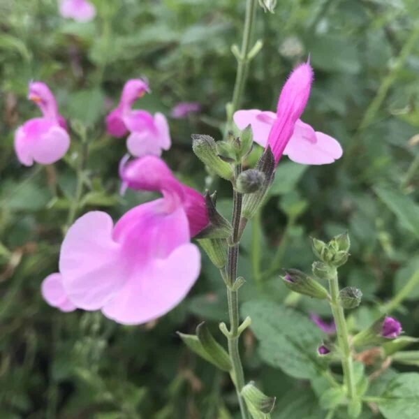 Salvia microphylla Delice Hesperides 3