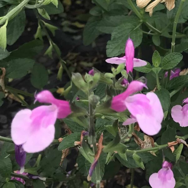 Salvia microphylla Delice Hesperides 4