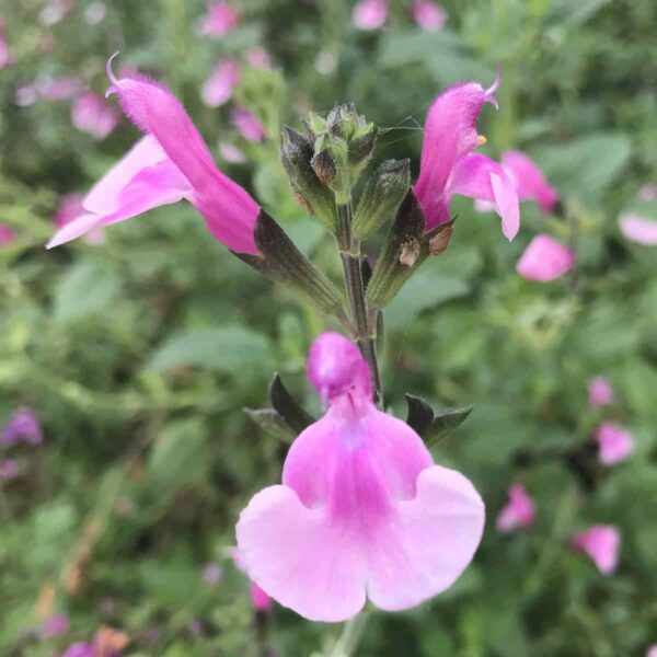 Salvia microphylla Delice Hesperides 5