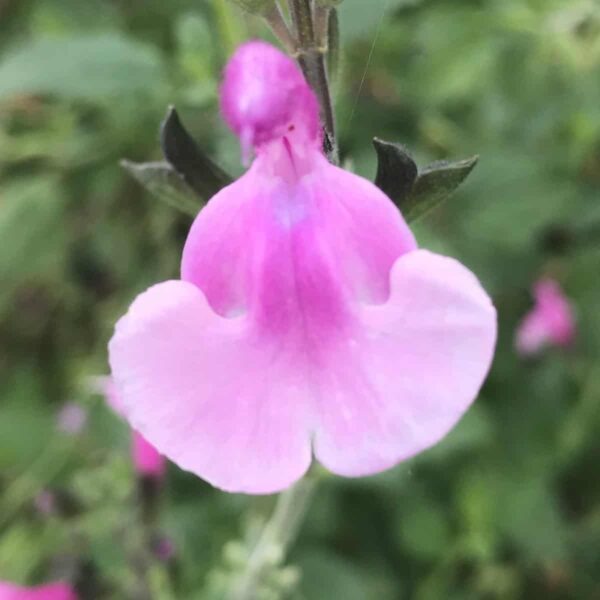 Salvia microphylla Delice Hesperides 6