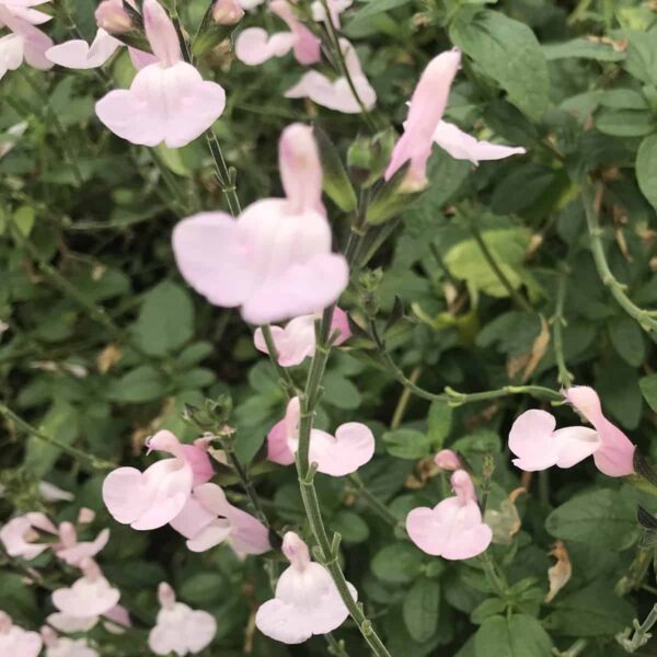 Salvia microphylla Delice Ondine 2