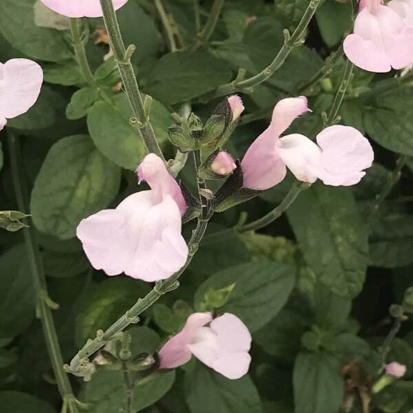Salvia microphylla Delice Ondine 3
