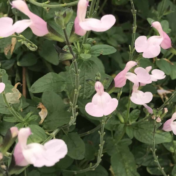 Salvia microphylla Delice Ondine 4