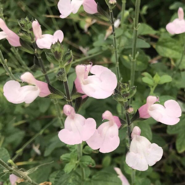Salvia microphylla Delice Ondine 5