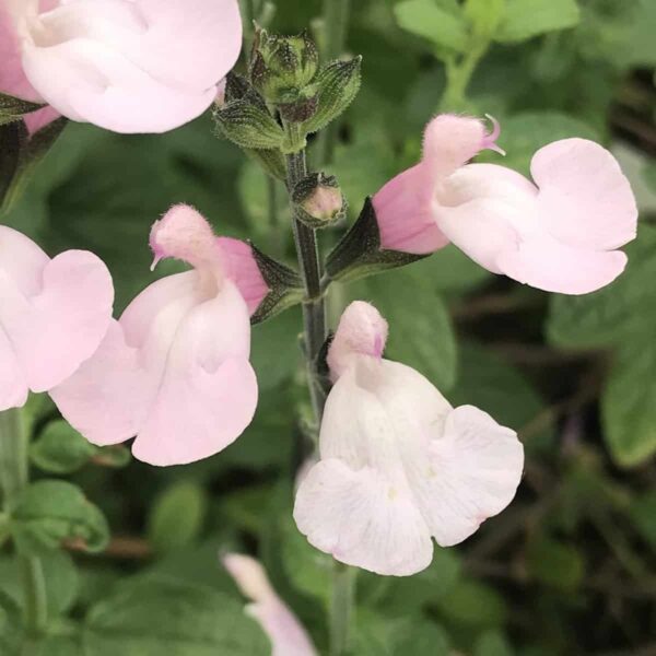 Salvia microphylla Delice Ondine 6